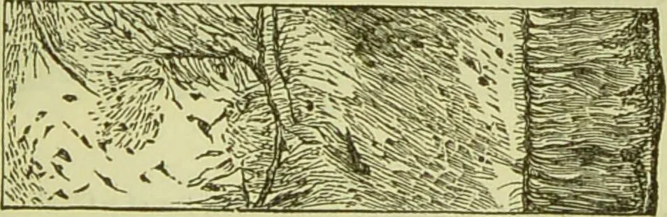 An illustration from The microscope : its history, construction, and application, being a familiar introduction to the use of the instrument, and the study of microscopical science / by Jabez Hogg ; with upwards of five hundred engravings, and coloured illustrations by Tuffen West., 1890, leaf 749