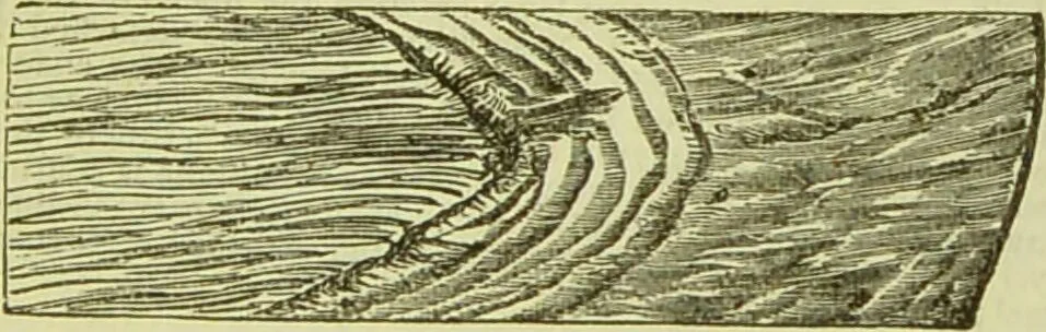 An illustration from The microscope : its history, construction, and application, being a familiar introduction to the use of the instrument, and the study of microscopical science / by Jabez Hogg ; with upwards of five hundred engravings, and coloured illustrations by Tuffen West., 1890, leaf 749