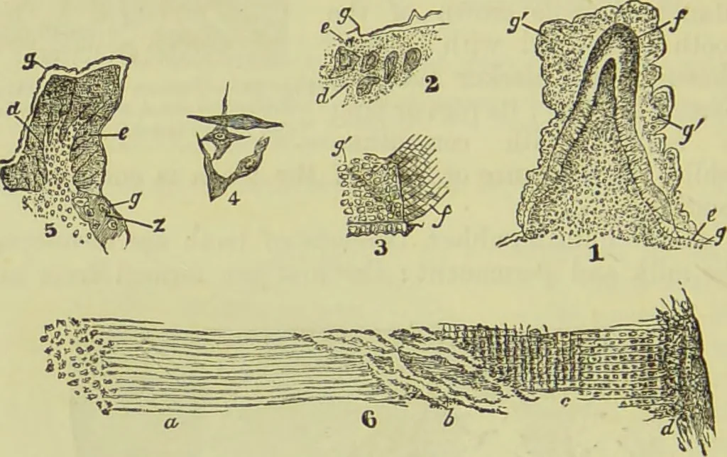 An illustration from The microscope : its history, construction, and application, being a familiar introduction to the use of the instrument, and the study of microscopical science / by Jabez Hogg ; with upwards of five hundred engravings, and coloured illustrations by Tuffen West., 1890, leaf 750