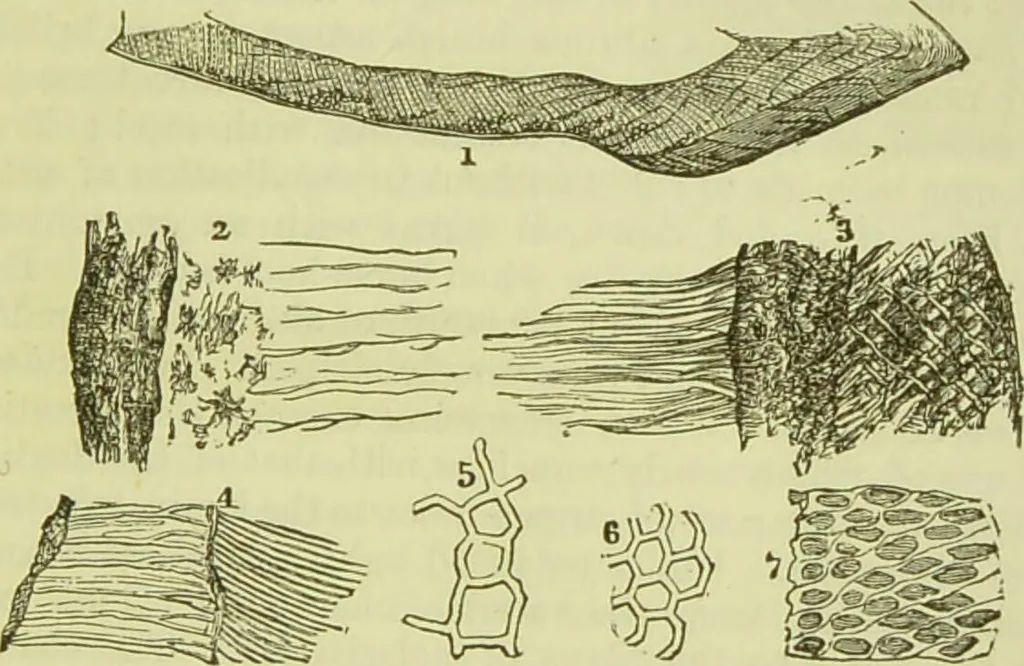 An illustration from The microscope : its history, construction, and application, being a familiar introduction to the use of the instrument, and the study of microscopical science / by Jabez Hogg ; with upwards of five hundred engravings, and coloured illustrations by Tuffen West., 1890, leaf 751