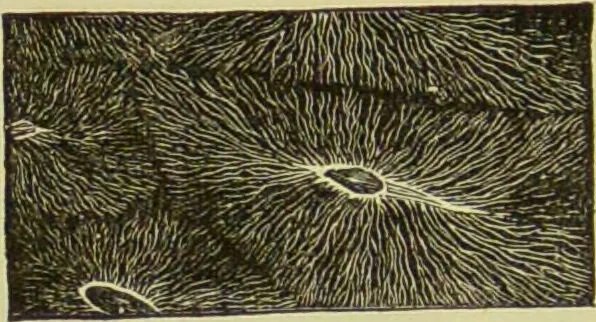 An illustration from The microscope : its history, construction, and application, being a familiar introduction to the use of the instrument, and the study of microscopical science / by Jabez Hogg ; with upwards of five hundred engravings, and coloured illustrations by Tuffen West., 1890, leaf 754