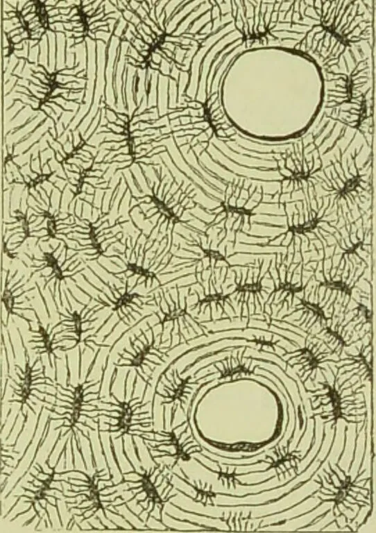 An illustration from The microscope : its history, construction, and application, being a familiar introduction to the use of the instrument, and the study of microscopical science / by Jabez Hogg ; with upwards of five hundred engravings, and coloured illustrations by Tuffen West., 1890, leaf 755