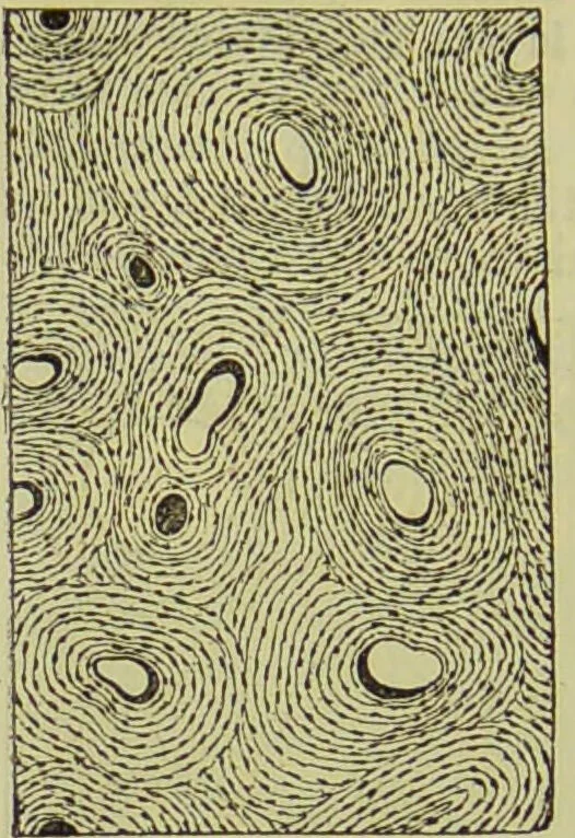 An illustration from The microscope : its history, construction, and application, being a familiar introduction to the use of the instrument, and the study of microscopical science / by Jabez Hogg ; with upwards of five hundred engravings, and coloured illustrations by Tuffen West., 1890, leaf 756