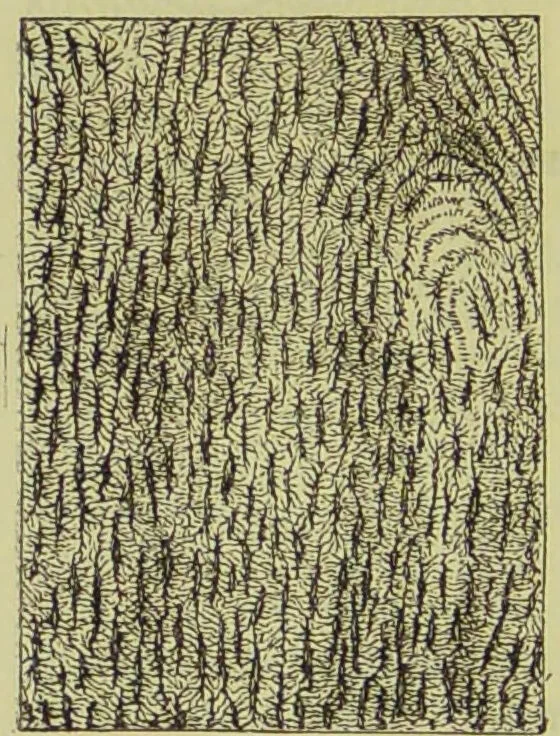 An illustration from The microscope : its history, construction, and application, being a familiar introduction to the use of the instrument, and the study of microscopical science / by Jabez Hogg ; with upwards of five hundred engravings, and coloured illustrations by Tuffen West., 1890, leaf 756