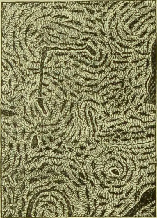 An illustration from The microscope : its history, construction, and application, being a familiar introduction to the use of the instrument, and the study of microscopical science / by Jabez Hogg ; with upwards of five hundred engravings, and coloured illustrations by Tuffen West., 1890, leaf 757