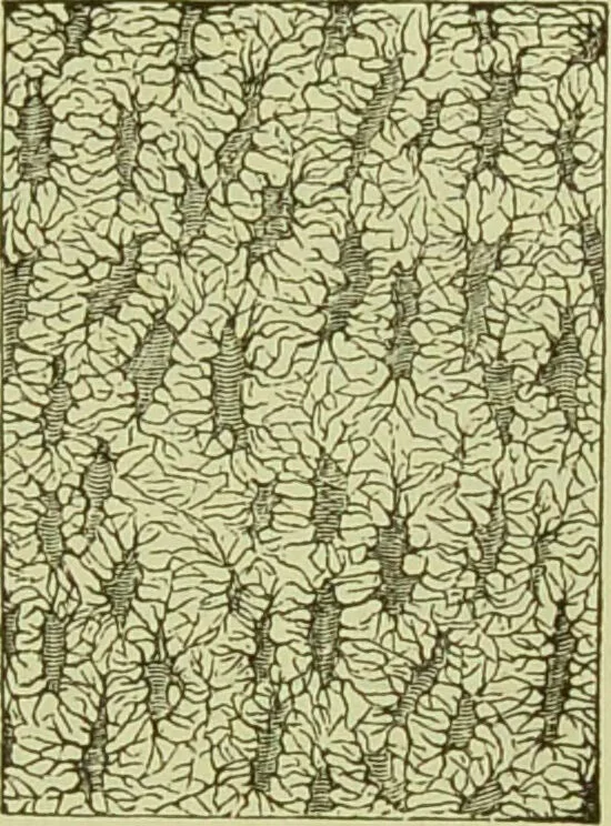 An illustration from The microscope : its history, construction, and application, being a familiar introduction to the use of the instrument, and the study of microscopical science / by Jabez Hogg ; with upwards of five hundred engravings, and coloured illustrations by Tuffen West., 1890, leaf 759