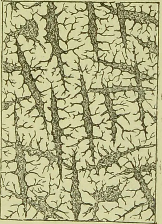 An illustration from The microscope : its history, construction, and application, being a familiar introduction to the use of the instrument, and the study of microscopical science / by Jabez Hogg ; with upwards of five hundred engravings, and coloured illustrations by Tuffen West., 1890, leaf 759