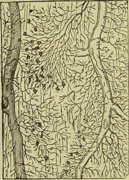 An illustration from The microscope : its history, construction, and application, being a familiar introduction to the use of the instrument, and the study of microscopical science / by Jabez Hogg ; with upwards of five hundred engravings, and coloured illustrations by Tuffen West., 1890, leaf 760