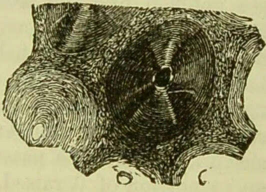An illustration from The microscope : its history, construction, and application, being a familiar introduction to the use of the instrument, and the study of microscopical science / by Jabez Hogg ; with upwards of five hundred engravings, and coloured illustrations by Tuffen West., 1890, leaf 763