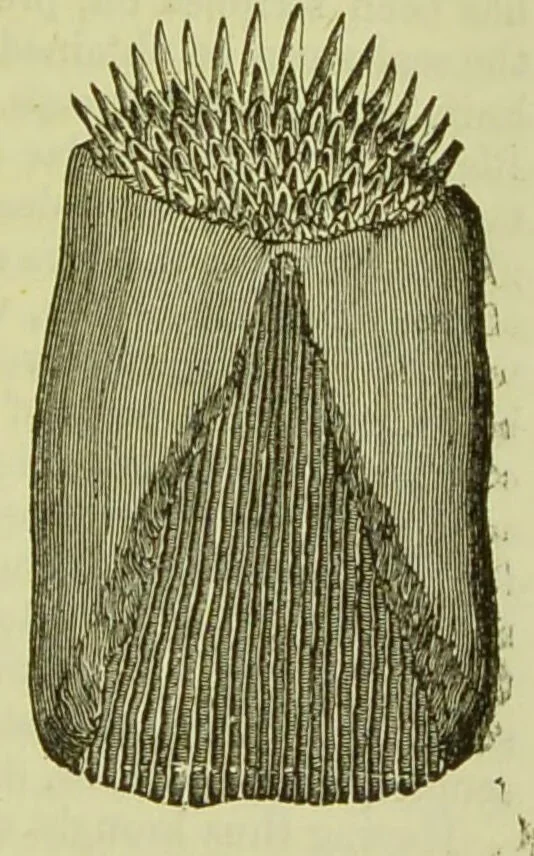 An illustration from The microscope : its history, construction, and application, being a familiar introduction to the use of the instrument, and the study of microscopical science / by Jabez Hogg ; with upwards of five hundred engravings, and coloured illustrations by Tuffen West., 1890, leaf 763