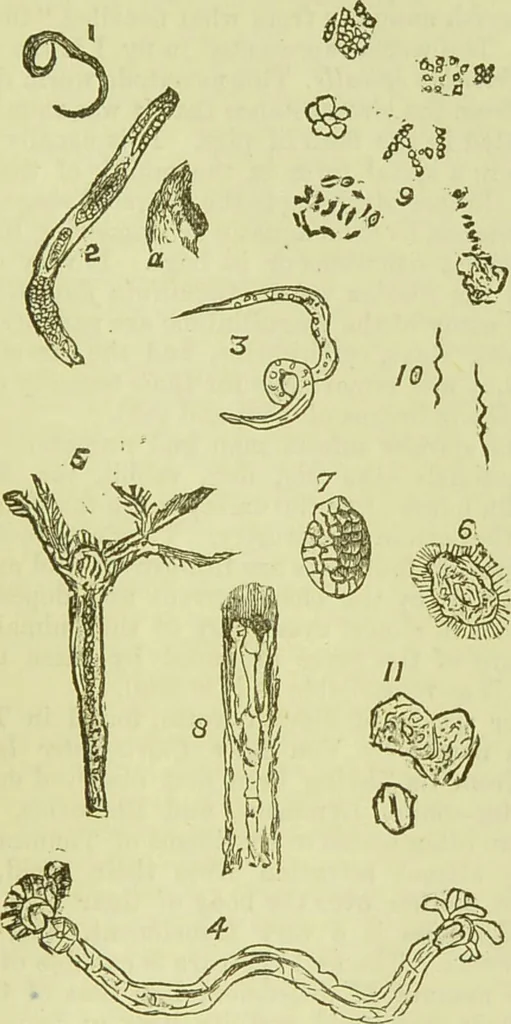 An illustration from The microscope : its history, construction, and application, being a familiar introduction to the use of the instrument, and the study of microscopical science / by Jabez Hogg ; with upwards of five hundred engravings, and coloured illustrations by Tuffen West., 1890, leaf 793