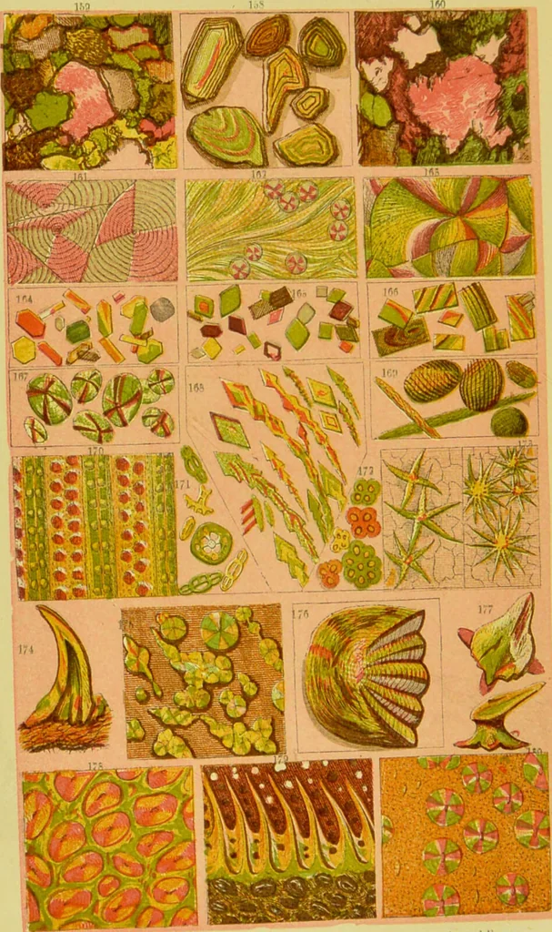 An illustration from The microscope : its history, construction, and application, being a familiar introduction to the use of the instrument, and the study of microscopical science / by Jabez Hogg ; with upwards of five hundred engravings, and coloured illustrations by Tuffen West., 1890, leaf 8