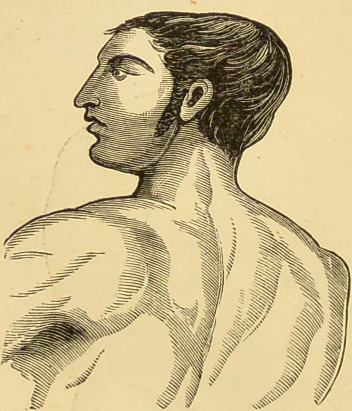 An illustration from Nature's revelations of character, or, The mental, moral and volitive dispositions of mankind, as manifested in the human form and countenance / by Joseph Simms., 1873, leaf 114