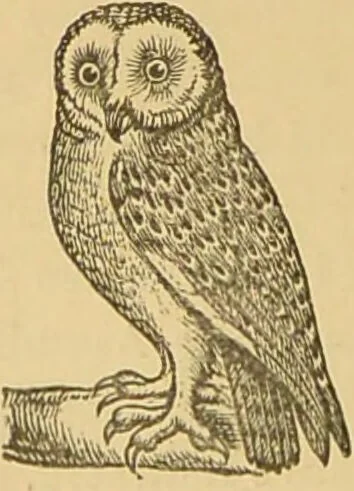An illustration from Nature's revelations of character, or, The mental, moral and volitive dispositions of mankind, as manifested in the human form and countenance / by Joseph Simms., 1873, leaf 168