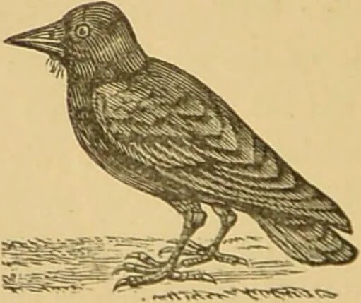 An illustration from Nature's revelations of character, or, The mental, moral and volitive dispositions of mankind, as manifested in the human form and countenance / by Joseph Simms., 1873, leaf 168