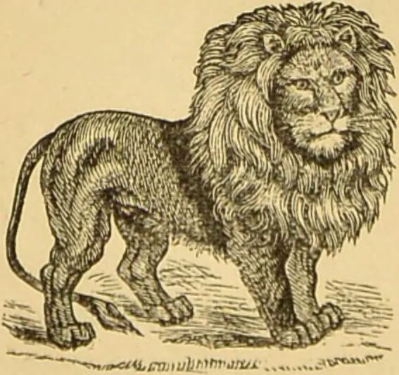 An illustration from Nature's revelations of character, or, The mental, moral and volitive dispositions of mankind, as manifested in the human form and countenance / by Joseph Simms., 1873, leaf 176