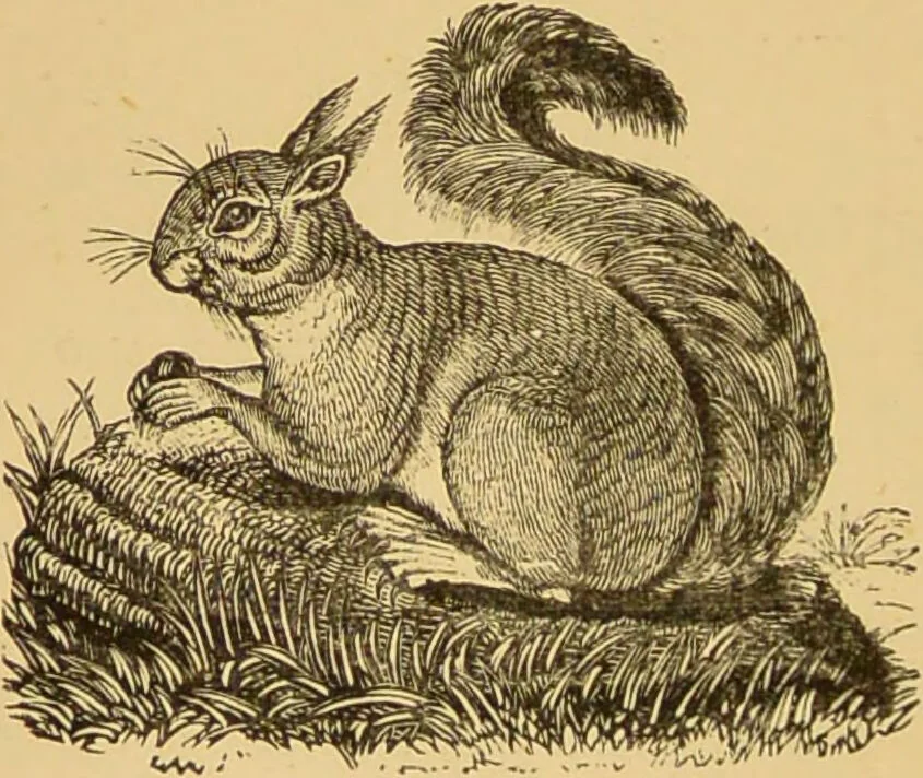An illustration from Nature's revelations of character, or, The mental, moral and volitive dispositions of mankind, as manifested in the human form and countenance / by Joseph Simms., 1873, leaf 178