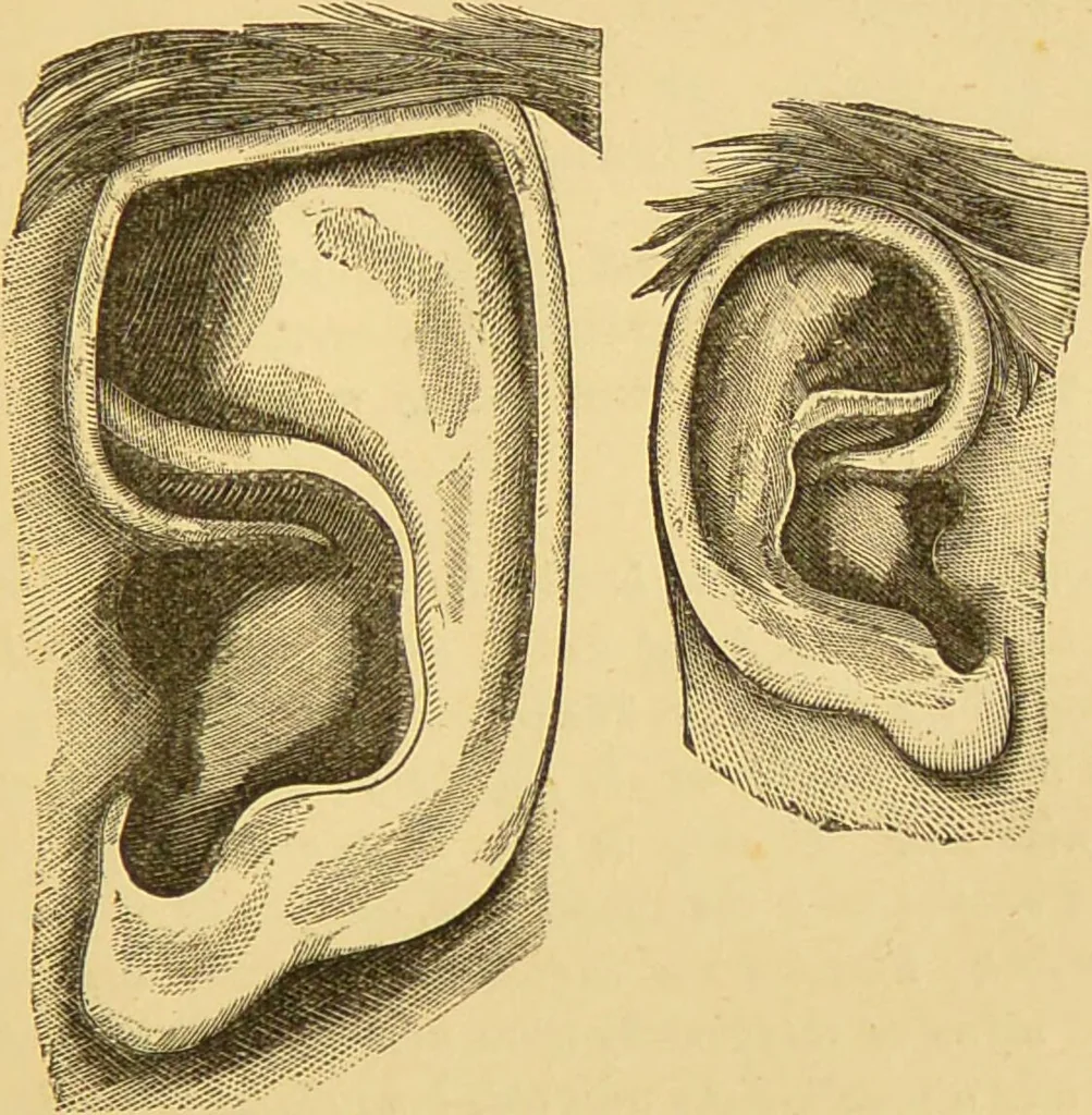 An illustration from Nature's revelations of character, or, The mental, moral and volitive dispositions of mankind, as manifested in the human form and countenance / by Joseph Simms., 1873, leaf 181
