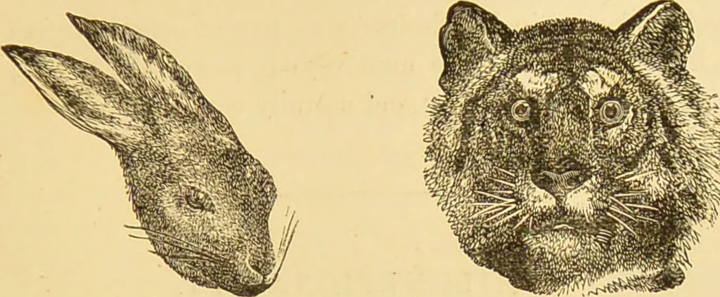An illustration from Nature's revelations of character, or, The mental, moral and volitive dispositions of mankind, as manifested in the human form and countenance / by Joseph Simms., 1873, leaf 195