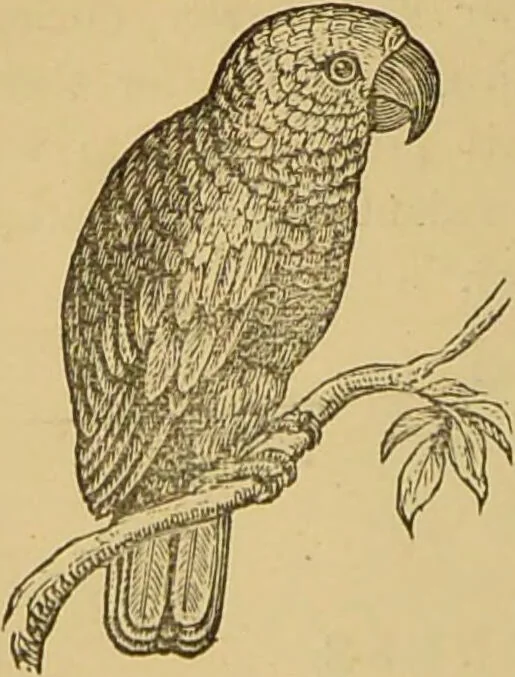 An illustration from Nature's revelations of character, or, The mental, moral and volitive dispositions of mankind, as manifested in the human form and countenance / by Joseph Simms., 1873, leaf 198