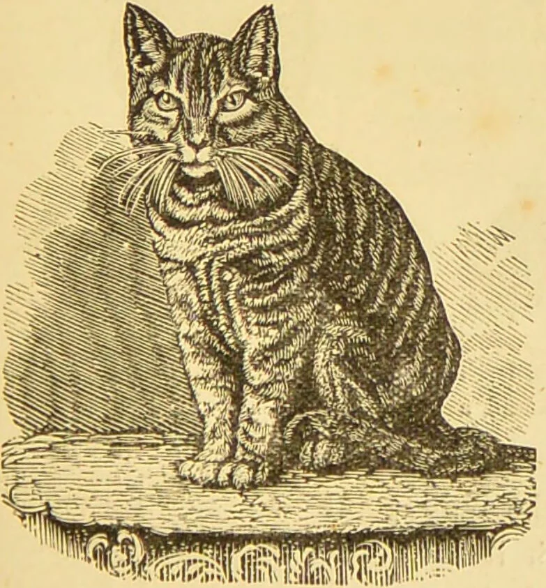 An illustration from Nature's revelations of character, or, The mental, moral and volitive dispositions of mankind, as manifested in the human form and countenance / by Joseph Simms., 1873, leaf 203