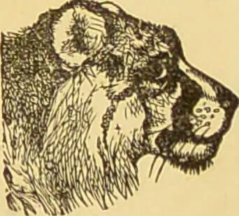 An illustration from Nature's revelations of character, or, The mental, moral and volitive dispositions of mankind, as manifested in the human form and countenance / by Joseph Simms., 1873, leaf 207