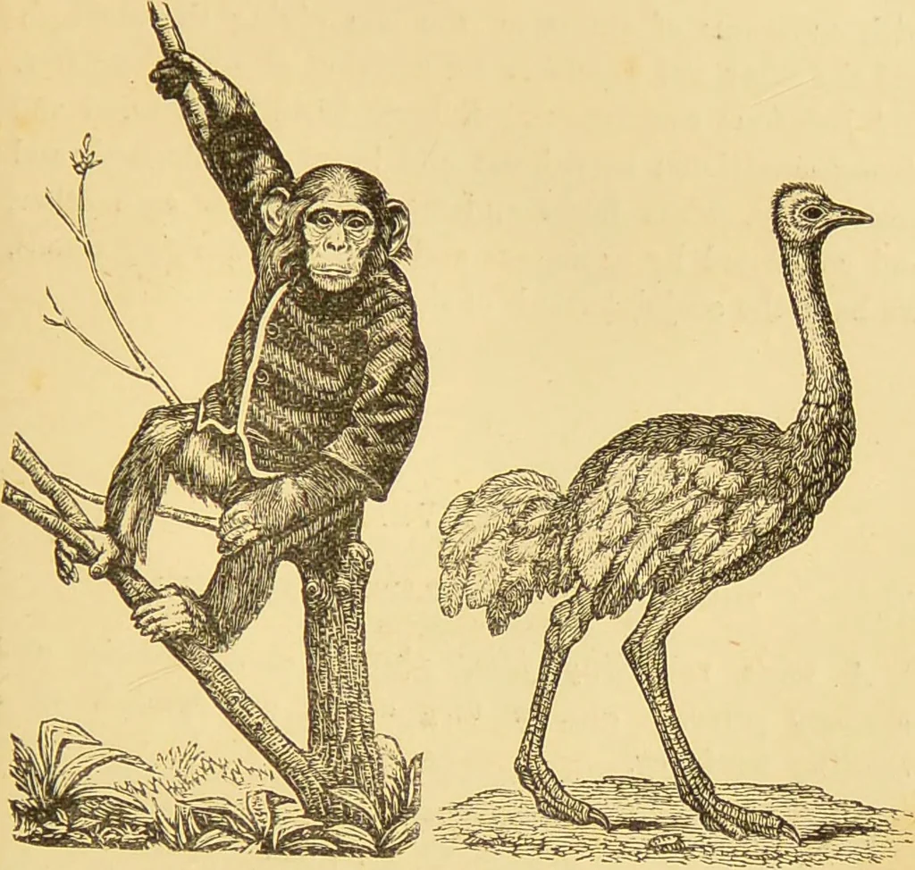 An illustration from Nature's revelations of character, or, The mental, moral and volitive dispositions of mankind, as manifested in the human form and countenance / by Joseph Simms., 1873, leaf 209