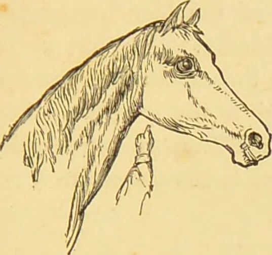 An illustration from Nature's revelations of character, or, The mental, moral and volitive dispositions of mankind, as manifested in the human form and countenance / by Joseph Simms., 1873, leaf 233