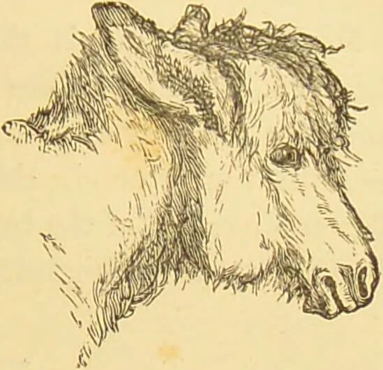 An illustration from Nature's revelations of character, or, The mental, moral and volitive dispositions of mankind, as manifested in the human form and countenance / by Joseph Simms., 1873, leaf 233