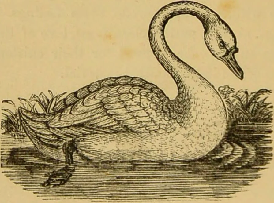 An illustration from Nature's revelations of character, or, The mental, moral and volitive dispositions of mankind, as manifested in the human form and countenance / by Joseph Simms., 1873, leaf 268