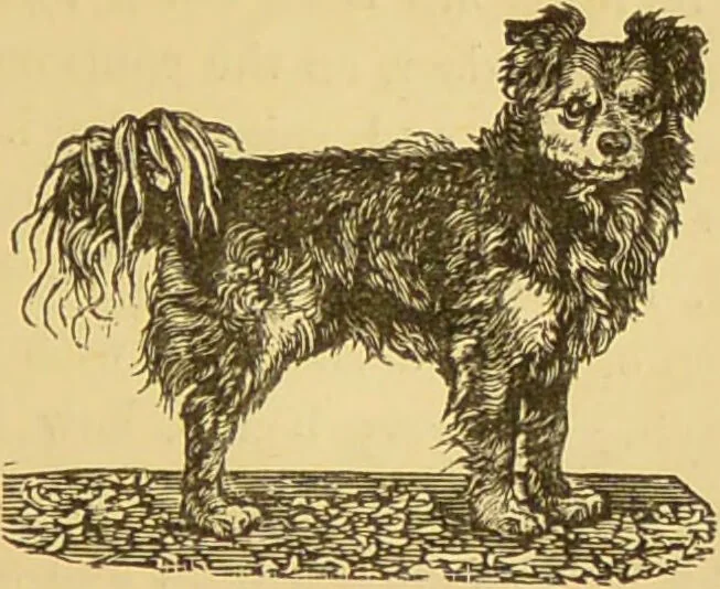 An illustration from Nature's revelations of character, or, The mental, moral and volitive dispositions of mankind, as manifested in the human form and countenance / by Joseph Simms., 1873, leaf 391