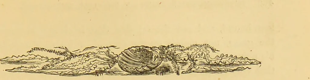 An illustration from Nature's revelations of character, or, The mental, moral and volitive dispositions of mankind, as manifested in the human form and countenance / by Joseph Simms., 1873, leaf 489