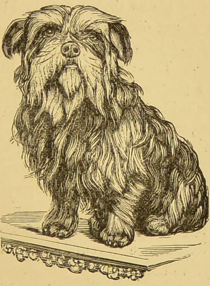 An illustration from Nature's revelations of character, or, The mental, moral and volitive dispositions of mankind, as manifested in the human form and countenance / by Joseph Simms., 1873, leaf 509