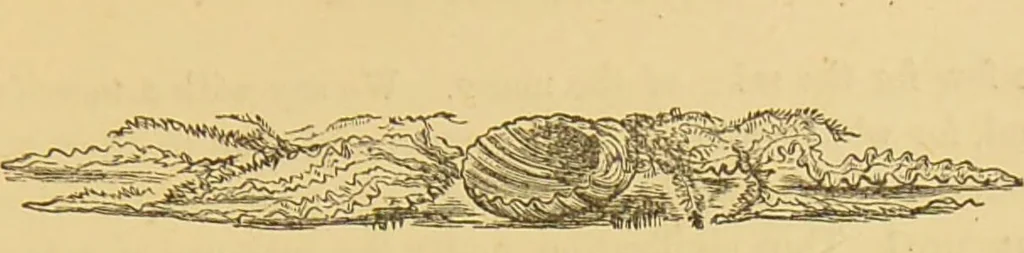 An illustration from Nature's revelations of character, or, The mental, moral and volitive dispositions of mankind, as manifested in the human form and countenance / by Joseph Simms., 1873, leaf 525