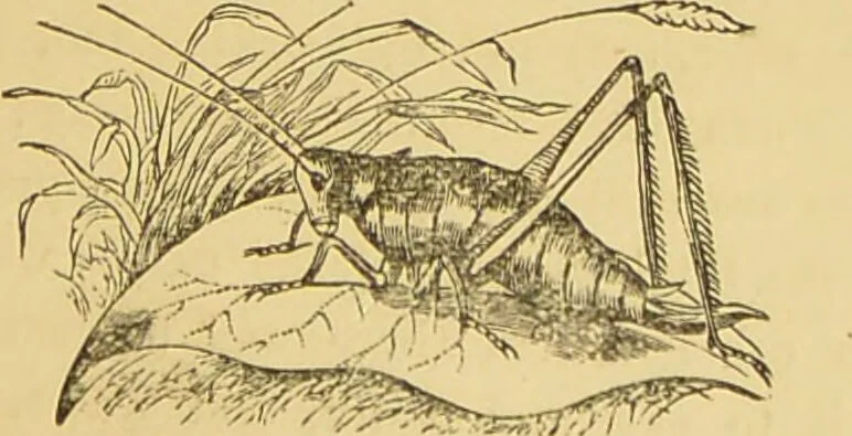 An illustration from Nature's revelations of character, or, The mental, moral and volitive dispositions of mankind, as manifested in the human form and countenance / by Joseph Simms., 1873, leaf 573