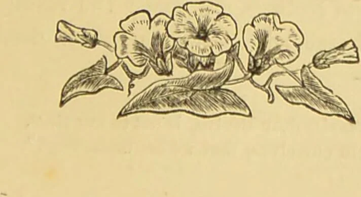 An illustration from Nature's revelations of character, or, The mental, moral and volitive dispositions of mankind, as manifested in the human form and countenance / by Joseph Simms., 1873, leaf 581