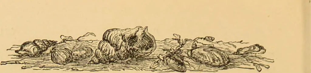An illustration from Nature's revelations of character, or, The mental, moral and volitive dispositions of mankind, as manifested in the human form and countenance / by Joseph Simms., 1873, leaf 600