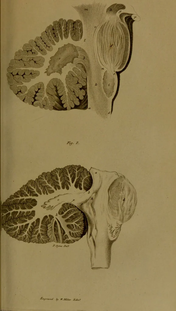 An illustration from Observations on the structure of the brain : comprising an estimate of the claims of Drs. Gall and Spurzheim to discovery in the anatomy of that organ / by John Gordon., 1817, leaf 221