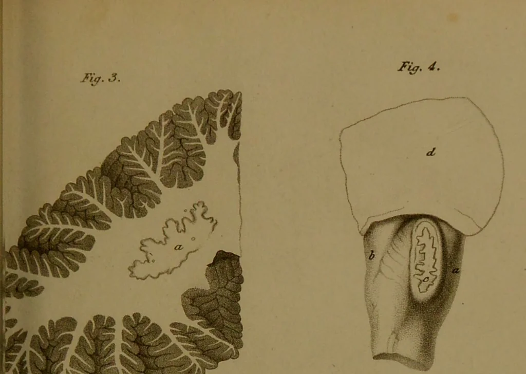 An illustration from Observations on the structure of the brain : comprising an estimate of the claims of Drs. Gall and Spurzheim to discovery in the anatomy of that organ / by John Gordon., 1817, leaf 223