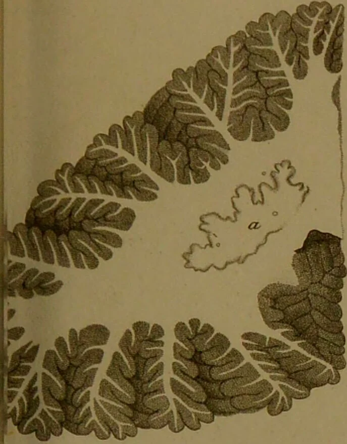 An illustration from Observations on the structure of the brain : comprising an estimate of the claims of Drs. Gall and Spurzheim to discovery in the anatomy of that organ / by John Gordon., 1817, leaf 223