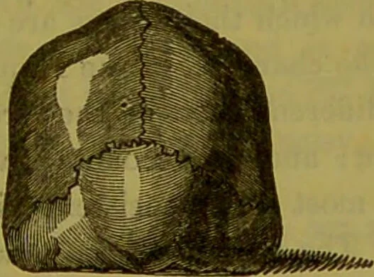 An illustration from On the functions of the cerebellum / by Drs. Gall, Vimont, and Broussais ; translated from the French by George Combe: also answers to the objections urged against phrenology by Drs. Roget, Rudolphi, Prichard, and Tiedemann; by George Combe and A. Combe., 1838, leaf 201