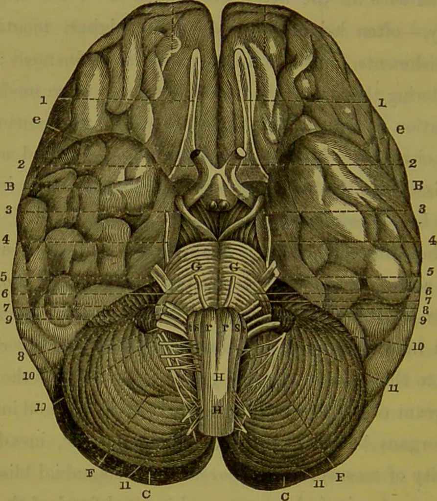 An illustration from On the functions of the cerebellum / by Drs. Gall, Vimont, and Broussais ; translated from the French by George Combe: also answers to the objections urged against phrenology by Drs. Roget, Rudolphi, Prichard, and Tiedemann; by George Combe and A. Combe., 1838, leaf 22