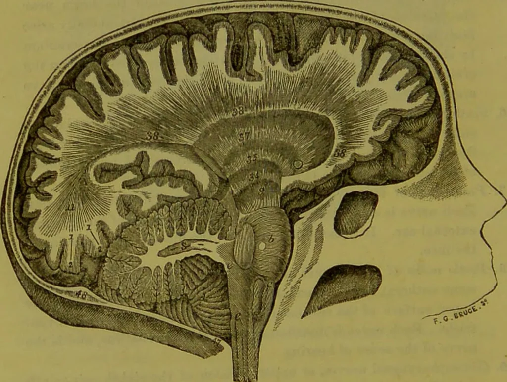 An illustration from On the functions of the cerebellum / by Drs. Gall, Vimont, and Broussais ; translated from the French by George Combe: also answers to the objections urged against phrenology by Drs. Roget, Rudolphi, Prichard, and Tiedemann; by George Combe and A. Combe., 1838, leaf 24