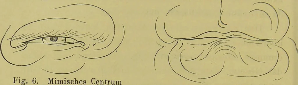 An illustration from Physiognomik und Mimik / von Paolo Mantegazza ; mit mehr als hundert original-zeichmungen von Hector und Edward Ximenes ; vom verfasser genehmigte übersetzung von R. Löwenfeld., 1890, leaf 514
