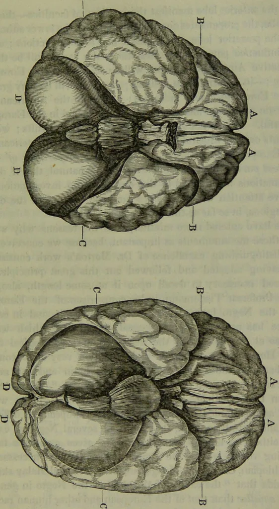 An illustration from Review of Morton's Crania Americana., 1840, leaf 17