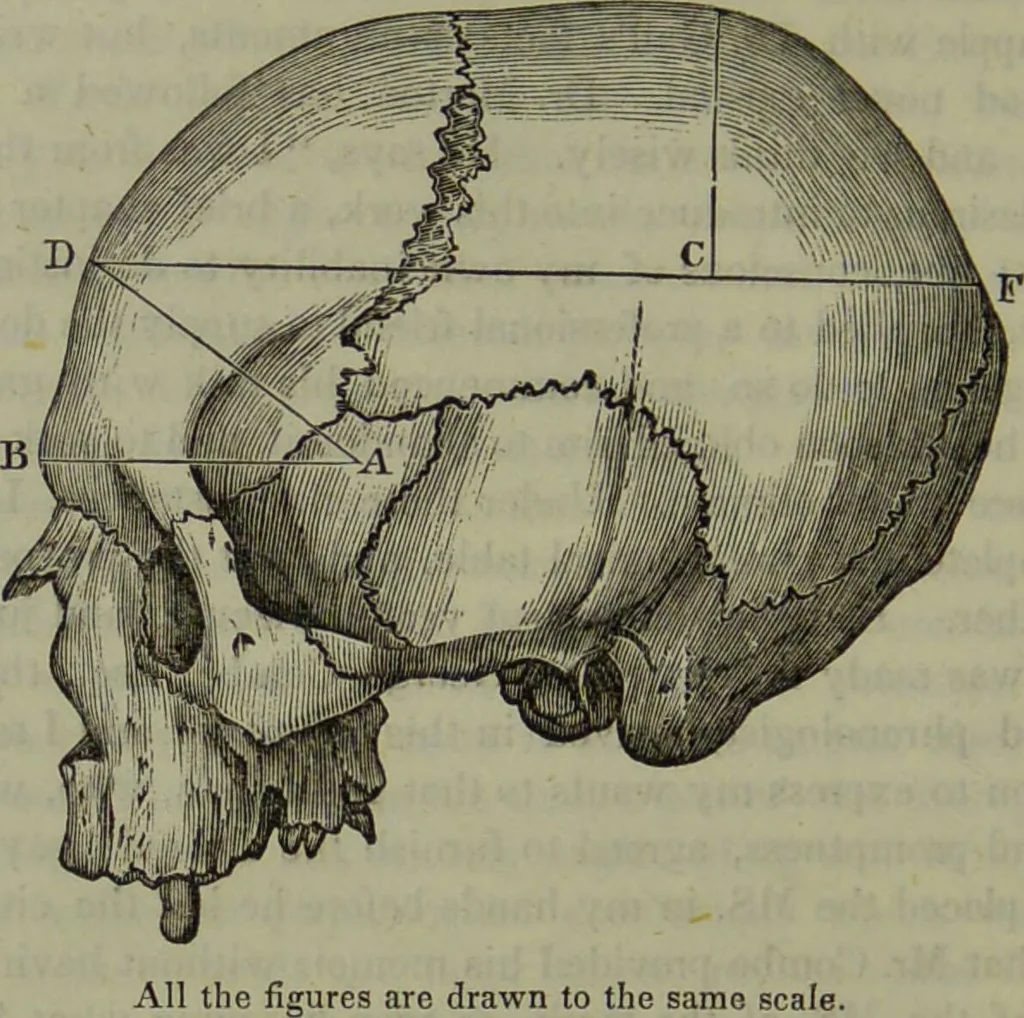 An illustration from Review of Morton's Crania Americana., 1840, leaf 20