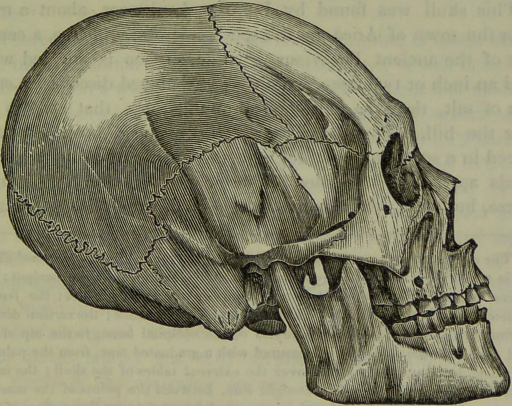 An illustration from Review of Morton's Crania Americana., 1840, leaf 23