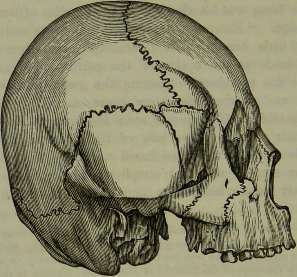 An illustration from Review of Morton's Crania Americana., 1840, leaf 28