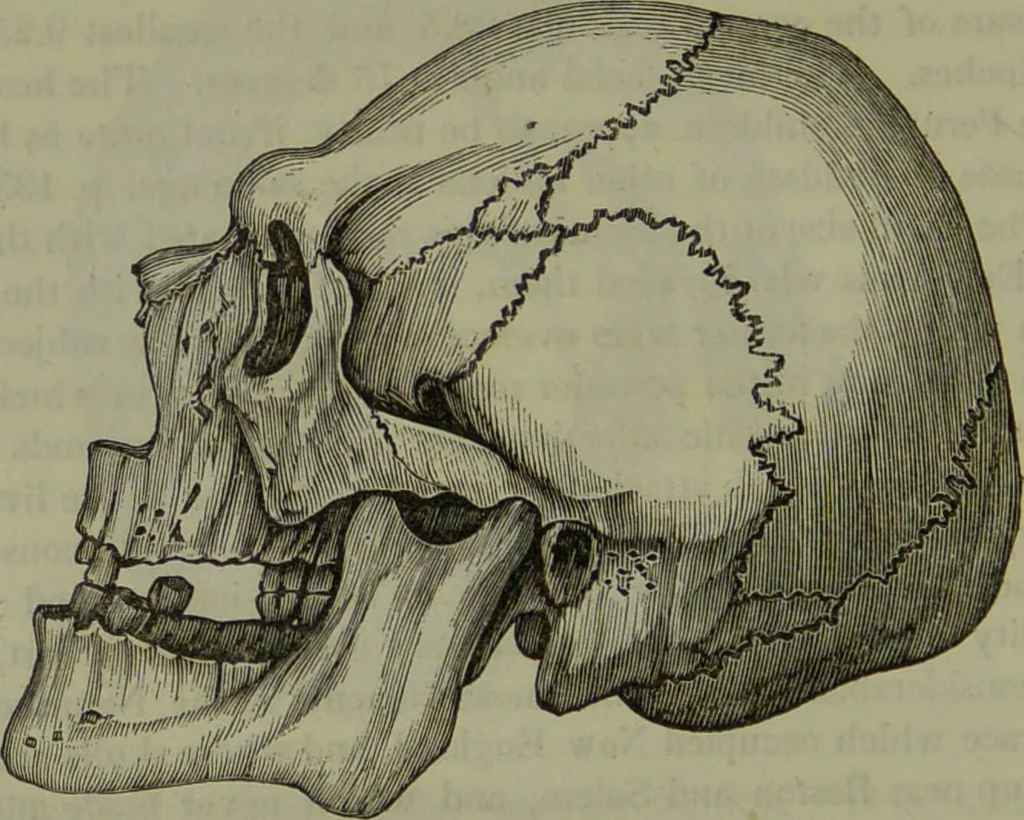 An illustration from Review of Morton's Crania Americana., 1840, leaf 30