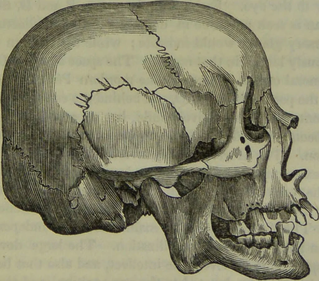 An illustration from Review of Morton's Crania Americana., 1840, leaf 31